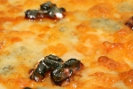 PIZZA FROMAGE BLEU
